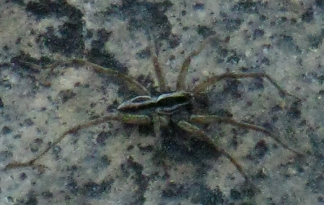 This spider appears a a moving black spot on granite. It is in stealth mode when it stops....